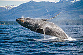 Fredrick Sound Southeast Alaska Humpback Whale Breeching Summer Scenic Mountains