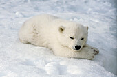 Weibliches Eisbärenjunges im Alaska Zoo Anchorage Sc Ak/Ncaptive