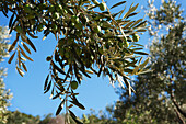 Olive tree branch against a blue sky; Skopelos island greece