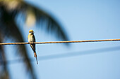 Green bee-eater (merops orientalis) perched on a power line; Gokarna karnataka india