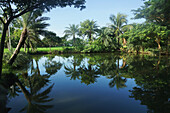 Palm trees reflected in tranquil water; Bangladesh