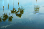 Palm trees and clouds reflected in water; Bangladesh