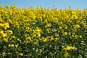 Gelbe Rapsblüten und blauer Himmel; Happy valley, coulsdon, surrey, england