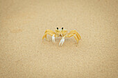 Crab on the sand in praia sancho; Fernando de noronha pernambuco brazil