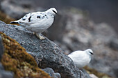 Schneehuhnpaar im weißen Wintergefieder auf Ben Damph; Torridon Highlands Schottland