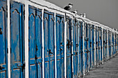 Vögel sitzen auf einer langen Wand aus verwitterten blauen Holztüren; Essaouira Marokko