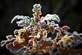 Frosty leaves on a tree branch; London England