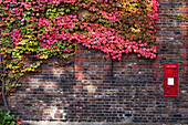 Autumn coloured leaves on a vine on a wall with a post box; London England