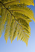 Palm frond against a blue sky; New Zealand