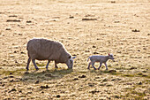 Ein Mutterschaf und ein Lamm auf einem frostigen Feld
