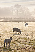 Schafe grasen auf einem frostigen Feld im Nebel