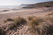 Grasses grow in the sand on a beach along the coast