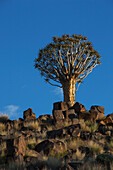 Quiver tree; Namibia