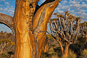 Quiver tree bole; Namibia