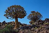 Sociable weavers nest in a quiver tree with blue sky; Namibia