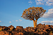Quiver tree and rock in warm orange sunlight; Namibia
