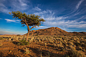 Acacia tree; Klein-aus vista namibia