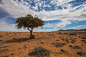 Acacia tree in the desert; Klein-aus vista namibia