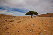 Lone tree in the desert; Klein-aus vista namibia