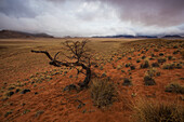 Dead tree in red desert with dangerous sky; Klein-aus vista namibia