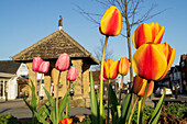 Blühende Frühlingstulpen mit Gebäuden im Hintergrund; Guildford, Surrey, England