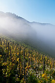 A Vineyard In Bernkastel-Kues, A Wine Region In Mosel Valley; Rhineland-Palatinate, Germany