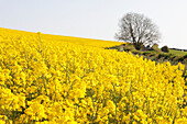 Felder mit gelbem Raps in der typisch englischen Hügellandschaft um das Dorf Kingston Deverill; West Wiltshire, England