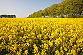 Felder mit gelbem Raps in der typisch englischen Hügellandschaft um das Dorf Ashmore; Wiltshire, England
