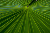 Green Palm Frond; Tulum, Mexico