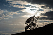 Silhouette eines knorrigen Baums in der Nähe von Golden Cap an der Jurassic Coast; Seatown, Dorset, England
