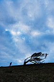 Silhouette einer Frau, die bergauf geht, vorbei an einem knorrigen Baum in der Nähe von Golden Cap an der Juraküste; Seatown, Dorset, England