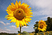 Sonnenblumen auf einem Feld auf dem Lande bei Carcassonne; Languedoc-Rousillion, Frankreich