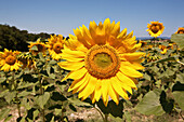 Sunflowers In A Field In The Countryside Near Carcassonne; Languedoc-Rousillion, France