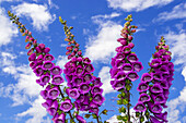 Blossoming Purple Foxgloves; Wales