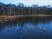 Littleworth Common Pond; Surrey, England