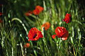 Nahaufnahme von blühendem rotem Mohn; Cite, Frankreich