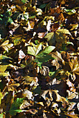 Braune und grüne gefallene Blätter auf dem Boden im Herbst; Irland