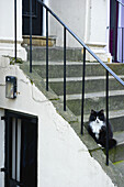 A Cat Sits On Concrete Steps Of A Residential Building; London, England