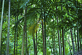 Ein Wald mit üppigen Palmen; Ulpotha, Embogama, Sri Lanka