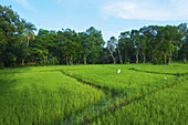Ein Feld mit üppigem, grünem Gras; Ulpotha, Embogama, Sri Lanka