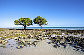Blick auf den Ozean mit Bäumen entlang der Wasserkante und blauem Himmel; Vamizi Island, Mosambik