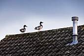 Enten auf dem Dach; Surrey, England