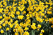 Daffodils In Bloom In Grounds Of St David's Cathedral; St David, Wales