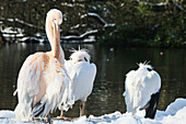 Pelikane im Schnee an einem kalten Wintertag im Februar im St. James's Park; London, England