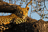 Ein Leopard, Panthera pardus, legt sich auf einen Ast, direkter Blick, goldenes Licht. 