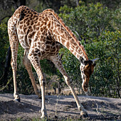 A giraffe, Giraffa, bends down to drink water. _x000B_