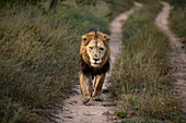 Ein männlicher Löwe, Panthera leo, läuft mit dem Kopf voran eine Straße entlang. 