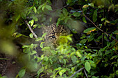 A leopard cub, Panthera Pardus, looking through leaves. _x000B_