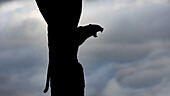 A silhouette of a leopard, Panthera pardus, yawning._x000B_