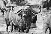 Ein Büffel, Syncerus caffer, steht in einem Damm, direkter Blick, in Schwarz und Weiß 
